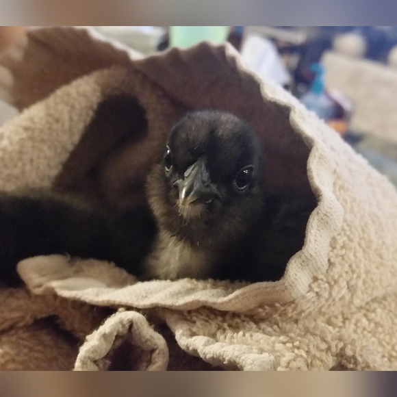 Hi Folks... I'm bunnywunys, your posher 💄💄💄 - Picture 15 of 15